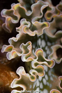 "Colorful Curves"
This is a close up of a very colorful ... by Chase Darnell 